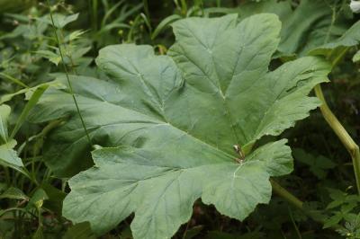 Berce de Pollini Heracleum pyrenaicum Lam., 1785