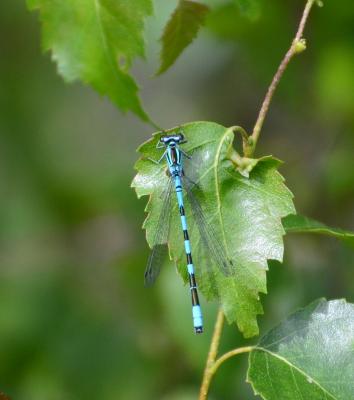 Agrion à fer de lance, Agrion hasté (L') Coenagrion hastulatum (Charpentier, 1825)