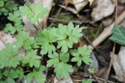 Moschatelline, Adoxe musquée Adoxa moschatellina L., 1753