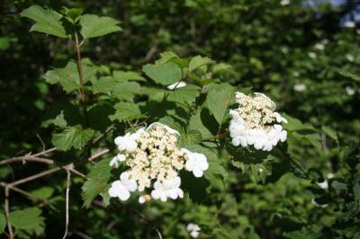 Viorne obier, Viorne aquatique Viburnum opulus L., 1753