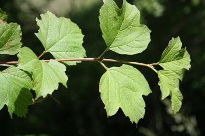 Viorne obier, Viorne aquatique Viburnum opulus L., 1753