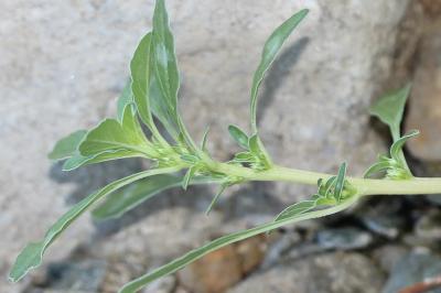 Amarante fausse-blette, Fausse Amarante Amaranthus blitoides S.Watson, 1877