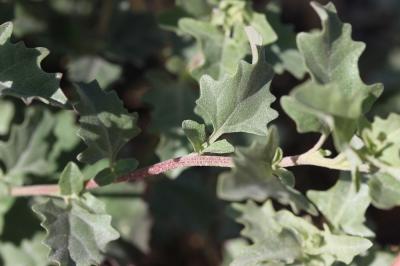 Arroche rosée Atriplex rosea L., 1763