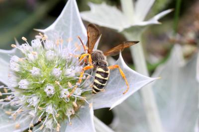  Cerceris interrupta (Panzer, 1799)