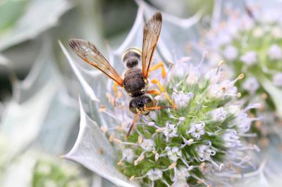  Cerceris interrupta (Panzer, 1799)