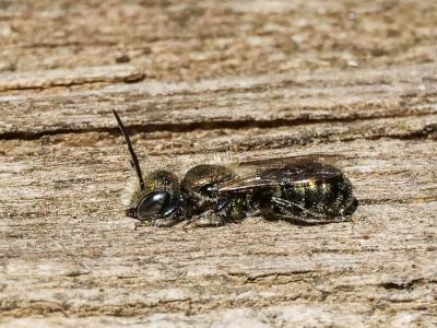  Osmia submicans Morawitz, 1870