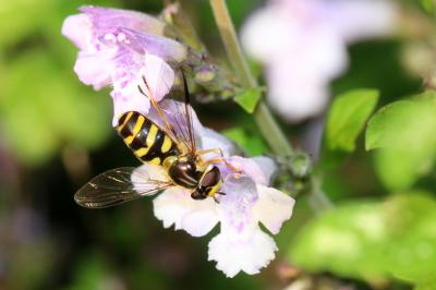  Dasysyrphus albostriatus (Fallén, 1817)