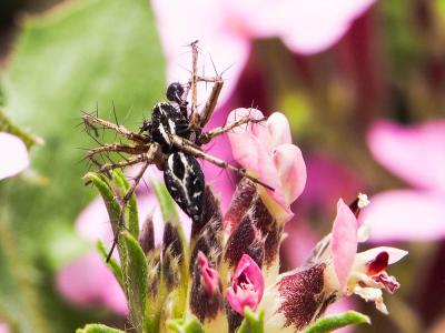 Araignée-lynx Oxyopes heterophthalmus (Latreille, 1804)