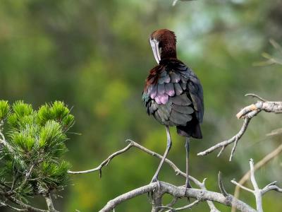 Ibis falcinelle Plegadis falcinellus (Linnaeus, 1766)