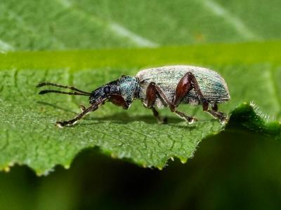  Phyllobius glaucus (Scopoli, 1763)