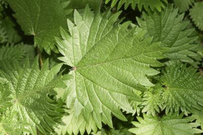 Ortie à pilules Urtica pilulifera L., 1753