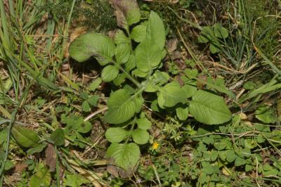 Knautie à feuilles entières Knautia integrifolia (L.) Bertol., 1836