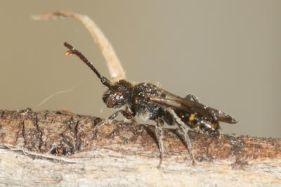  Nomada sheppardana (Kirby, 1802)