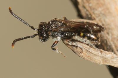  Nomada sheppardana (Kirby, 1802)