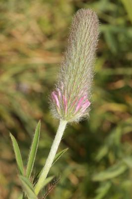 Trèfle pourpre Trifolium purpureum Loisel., 1807