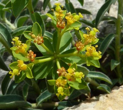 Euphorbe Euphorbia flavicoma subsp. flavicoma DC., 1813