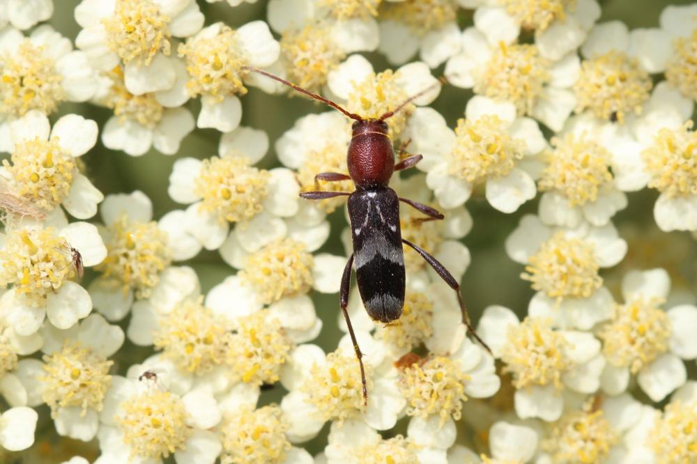  Chlorophorus ruficornis (Olivier, 1790)