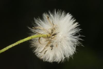 Crépis bulbeux Sonchus bulbosus (L.) N.Kilian & Greuter, 2003