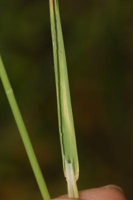 Agrostide stolonifère Agrostis stolonifera L., 1753