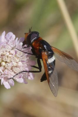  Exoprosopa rutilla (Pallas & Wiedemann, 1818)