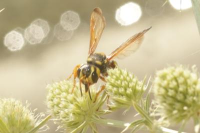  Cerceris tuberculata (Villers, 1787)