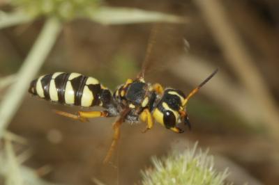  Cerceris tuberculata (Villers, 1787)