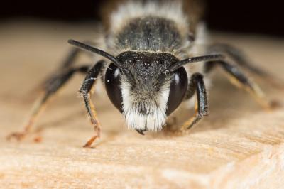  Megachile rufescens (Pérez, 1879)