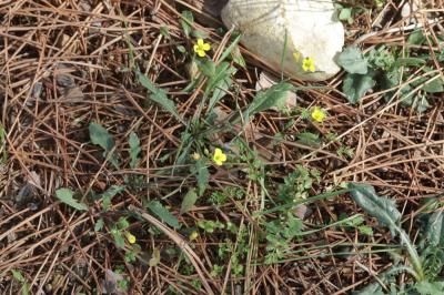 Diplotaxe des murs, Roquette des murailles Diplotaxis muralis (L.) DC., 1821