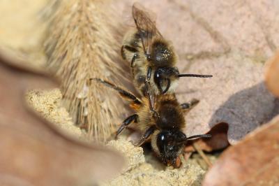  Colletes cunicularius (Linnaeus, 1760)