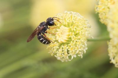  Cerceris interrupta (Panzer, 1799)