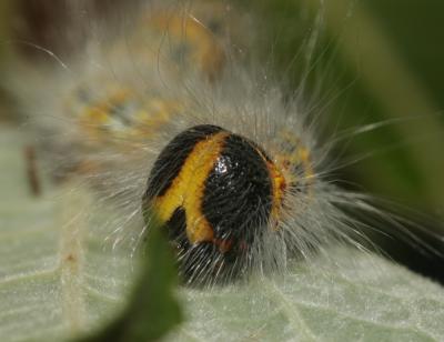 Bucéphale (La), Lunule (La) Phalera bucephala (Linnaeus, 1758)