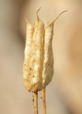 Ancolie vulgaire, Clochette Aquilegia vulgaris L., 1753