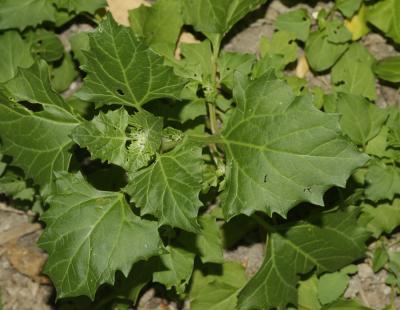 Chénopode à feuilles grasses Oxybasis chenopodioides (L.) S.Fuentes, Uotila & Borsch, 2012