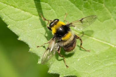  Sericomyia bombiformis (Fallén, 1810)