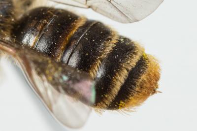  Andrena hesperia Smith, 1853