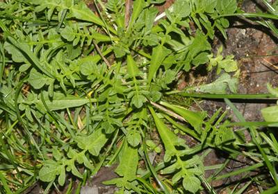 Capselle bourse-à-pasteur, Bourse-de-capucin Capsella bursa-pastoris (L.) Medik., 1792