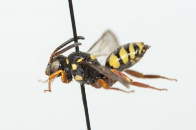  Nomada rufipes Fabricius, 1793