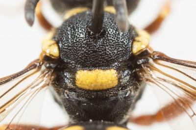  Nomada rufipes Fabricius, 1793