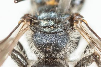  Andrena viridescens Viereck, 1916