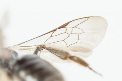  Andrena viridescens Viereck, 1916