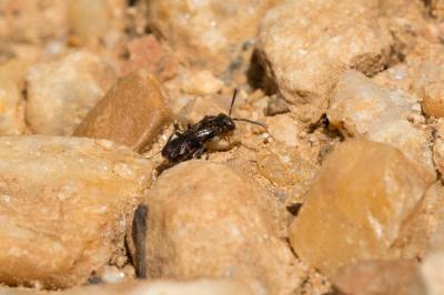  Nomada sheppardana (Kirby, 1802)