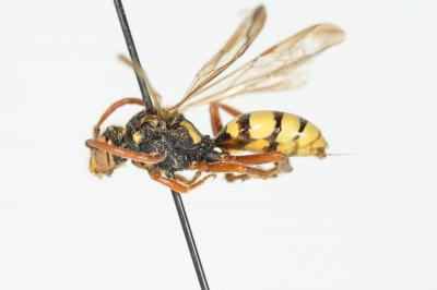  Nomada mutica Morawitz, 1872