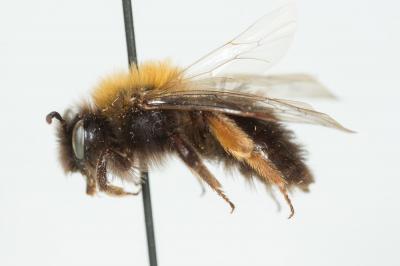  Andrena clarkella (Kirby, 1802)