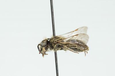  Andrena clypella Strand, 1921