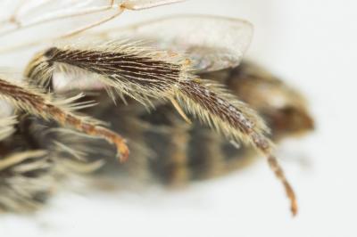  Andrena clypella Strand, 1921