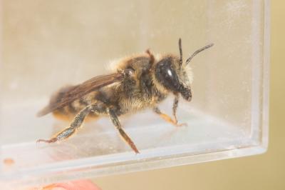  Megachile rufescens (Pérez, 1879)