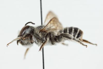  Megachile marginata Smith, 1853