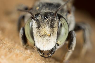  Megachile marginata Smith, 1853