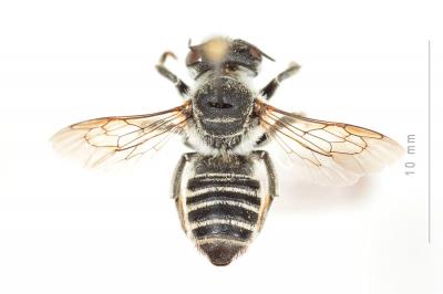  Megachile marginata Smith, 1853