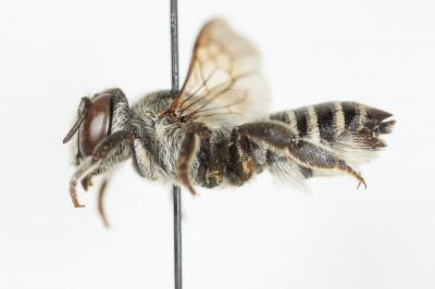  Megachile marginata Smith, 1853